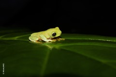 Agalychnis moreletii