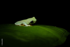 Agalychnis moreletii