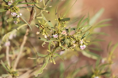 Myoporum montanum