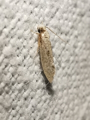 Infurcitinea