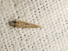 Infurcitinea