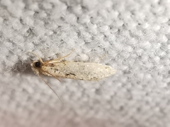 Infurcitinea
