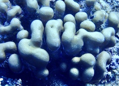 Goniastrea stelligera