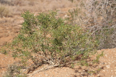 Myoporum montanum