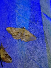 Peribatodes perversaria