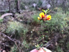 Pultenaea microphylla