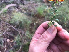 Pultenaea microphylla