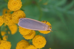 Eilema griseola