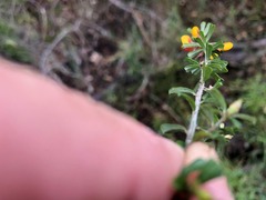 Pultenaea microphylla