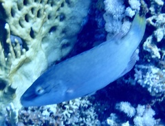 Oxycheilinus digramma