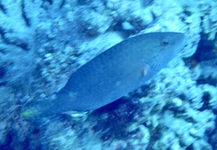 Oxycheilinus digramma