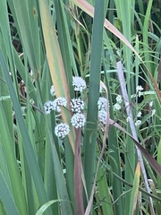 Cicuta virosa