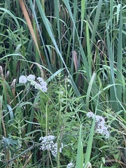 Cicuta virosa