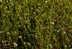 Coleonema juniperinum