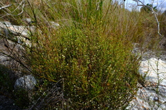 Coleonema juniperinum