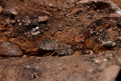 Nimbopsocus australis
