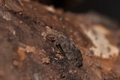 Nimbopsocus australis