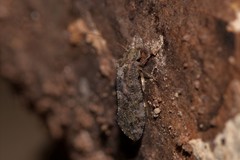 Nimbopsocus australis