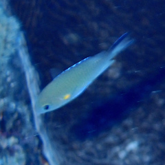 Chromis flavaxilla