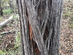 Lysicarpus angustifolius