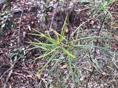 Lysicarpus angustifolius