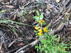 Pultenaea microphylla