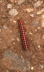 Antheromorpha uncinata