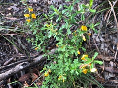 Pultenaea microphylla