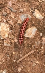 Antheromorpha uncinata