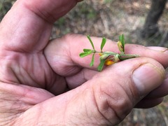 Pultenaea microphylla