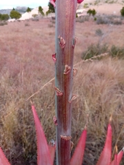 Aloe macroclada image