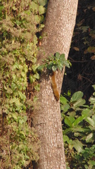 Callosciurus pygerythrus