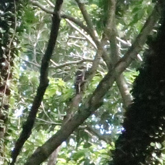 Dendrocopos leucotos