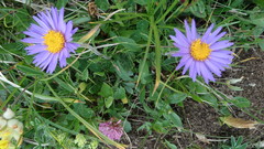 Aster alpinus