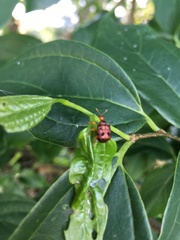 Agomadaranus pardaloides