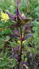 Gentianeae
