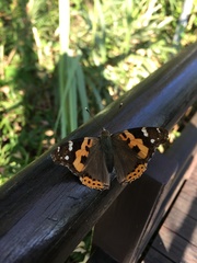 Vanessa indica indica