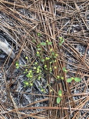 Euphorbia ipecacuanhae