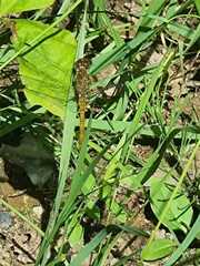 Sympetrum sanguineum
