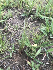 Eragrostis multicaulis