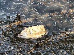 Saccostrea glomerata