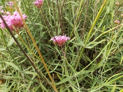 Centranthus lecoqii