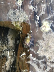 Saccostrea glomerata