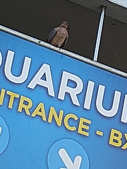 Streptopelia senegalensis