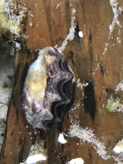 Saccostrea glomerata