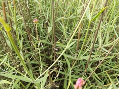 Centranthus lecoqii