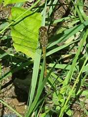 Sympetrum sanguineum
