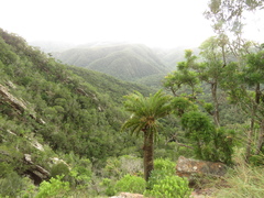 Encephalartos longifolius