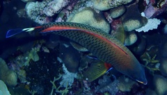 Pseudodax moluccanus