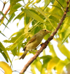 Phylloscopus trochiloides